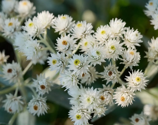 ANAPHALIS margaritacea Neuschnee- анафалис  перлена маргаритка, сорт Нов сняг (1606)